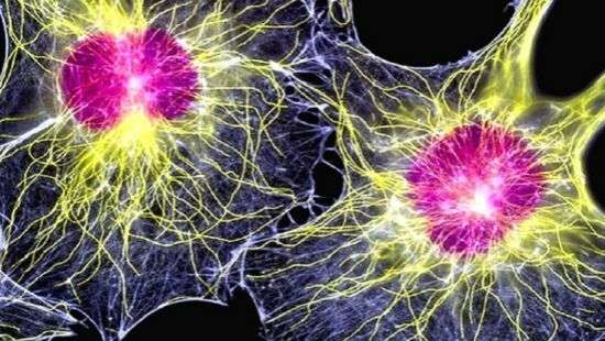 Медики предложили новый метод лечения сердечной недостаточности