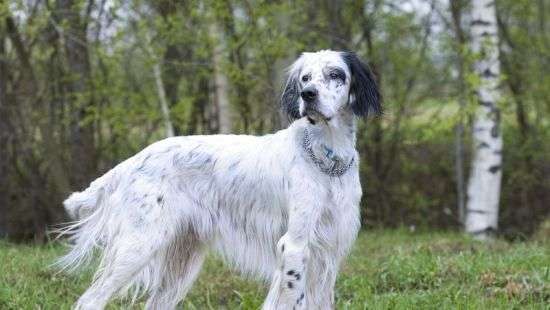 Итальянка добилась в суде оплаты больничного по уходу за собакой