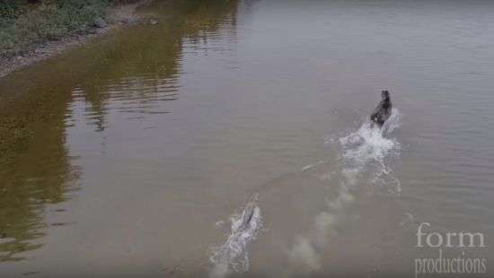 Канадец снял с беспилотника битву волка и лося (видео)