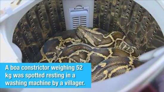 Жительница Китая обнаружила в стиральной машине 52-килограммового удава (ВИДЕО)