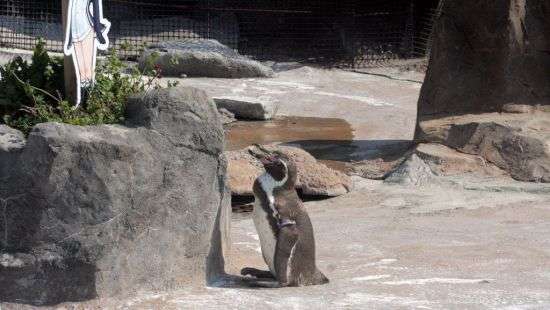 В Японии скончался пингвин, влюбившийся в картонную аниме-девочку (ФОТО)