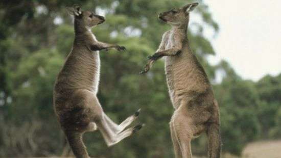 В Сеть попала захватывающая ночная схватка двух кенгуру (ВИДЕО)