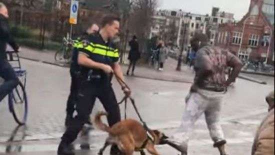 В Амстердаме полицейская собака оставила хулигана без штанов (видео)