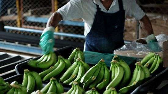 Миру грозит банановая катастрофа из-за грибка