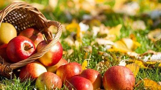 Специалисты назвали фрукт, который поможет помолодеть на 17 лет