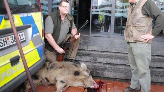 Жителей немецкого города атаковали вепри - ВИДЕО