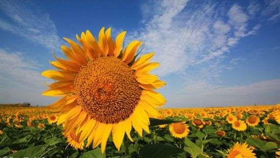 Специалисты доказали опасность семечек для здоровья, топ- 5