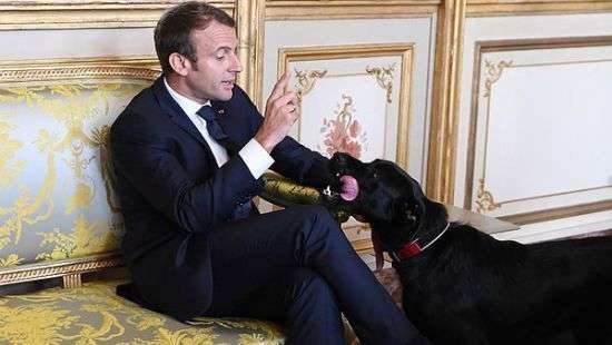 Лабрадор Макрона опозорился перед камерами (ВИДЕО)