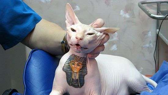 В Чернигове хозяин кота набил животному татуировку на шее (ФОТО)