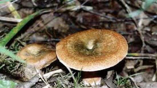 Под Николаевом дети отравились жаренными на костре грибами