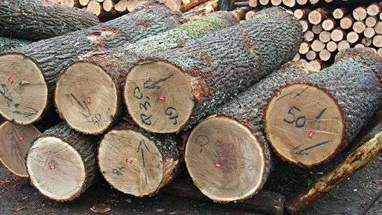 Лес рубят – миллионы летят в карманы