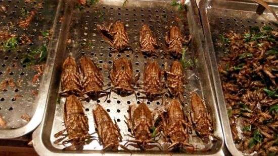 В магазинах Евросоюза будут продавать съедобных насекомых