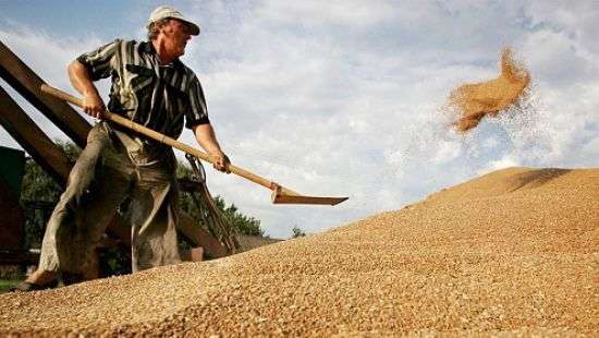 Украина высокими темпами экспортирует пшеницу