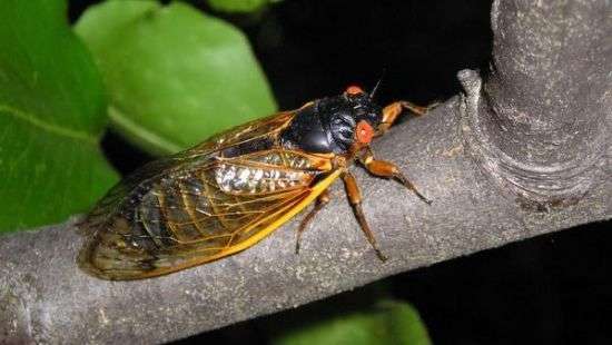 Кубинцы дали объяснения «акустическим атакам» на дипломатов США - ВИДЕО, АУДИО