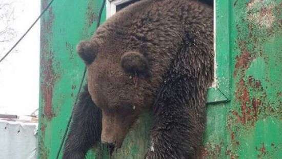 В России медведь пришел в гости к вахтовикам и застрял в окне (видео)
