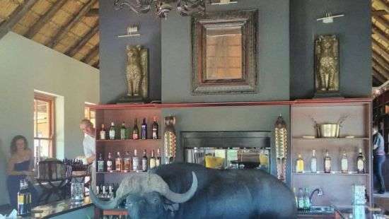 В Китае разъяренный буйвол разгромил супермаркет (ВИДЕО)