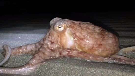 В Уэльсе десятки осьминогов вышли из воды прогуляться по пляжу (ВИДЕО)