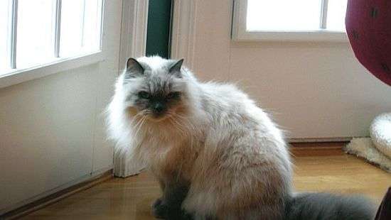 Российский кот устроил переполох в аэропорту Минска