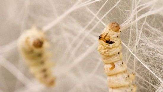 Медики нашли способ исцелить болезни спинного мозга