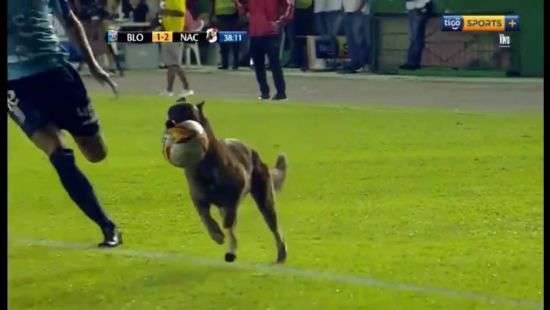 В Боливии полицейская собака украла мяч у футболистов во время матча (ВИДЕО)
