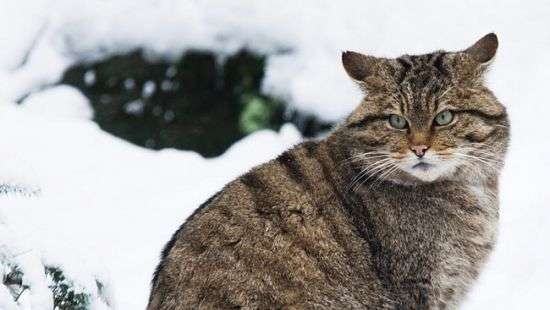 В Белоруссии впервые за 90 лет замечен лесной кот (ФОТО)