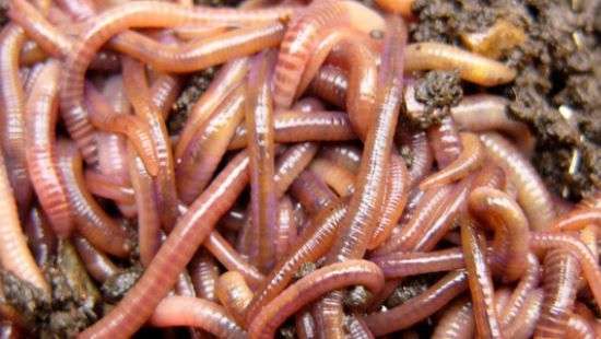 В Одесской области из кранов потекла вода с червями (ВИДЕО)