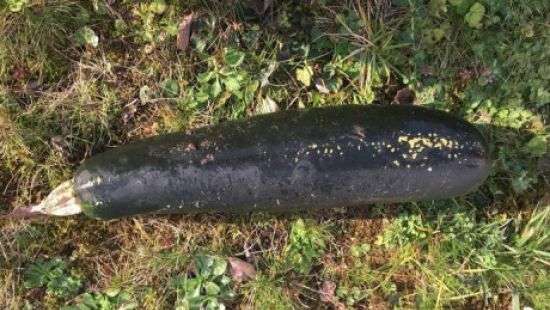 В Германии огромный цуккини приняли за бомбу времен Второй мировой войны (ФОТО)