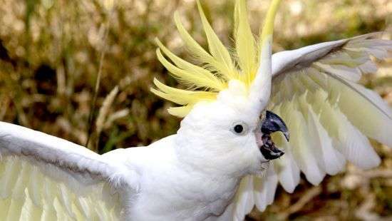 В Австралии какаду норовят оставить людей без интернета