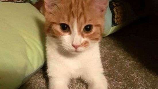 В Новой Зеландии появилась «первая кошка страны»