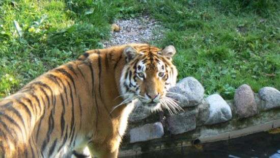 В российском зоопарке тигр напал на зоотехника