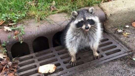 В Чикаго полицейские спасли растолстевшего енота (видео)