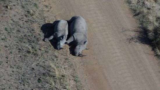 В Южной Африке браконьеры убили беременную самку носорога (ФОТО )