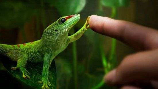 Как вылечить паралич, подскажут ящерицы