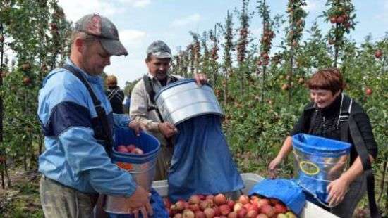 Польша решила выдавать больше рабочих виз украинцам
