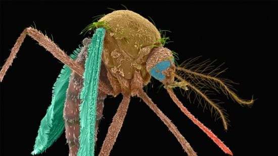 В США применят «бактериологическое оружие» против комаров