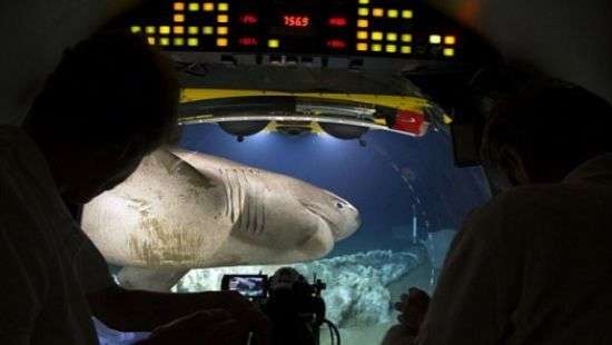 На батискаф с журналистами напало 7 огромных акул (ВИДЕО)