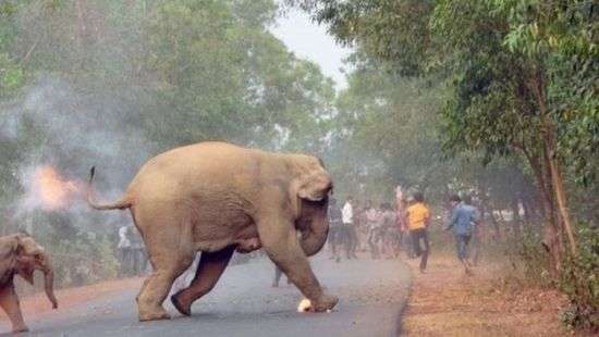 Фото подожженного людьми слоненка получило премию Sanctuary (ФОТО)