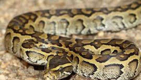 В Германии полиция задержала парня, который носил в штанах питона