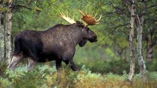 Лося европейского занесут в Красную книгу Украины