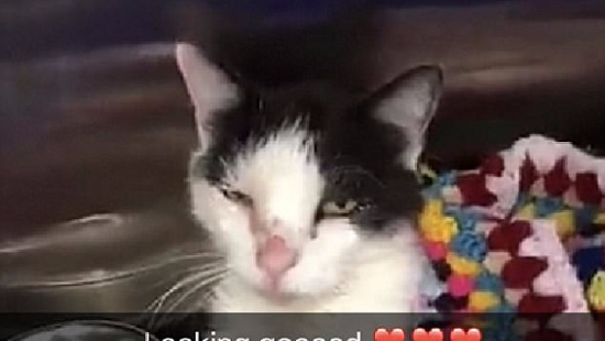 В Австралии кошка выжила после 45 минут стирки в машине