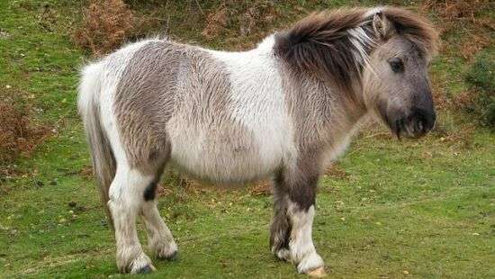 В берлинском детском зоопарке беженец изнасиловал пони