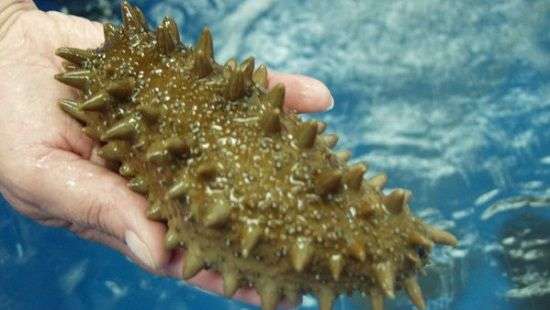 Ученые предложили лечить рак огурцами