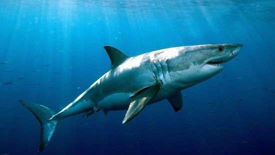 В Австралии доктор сумел отбиться от акулы кулаками