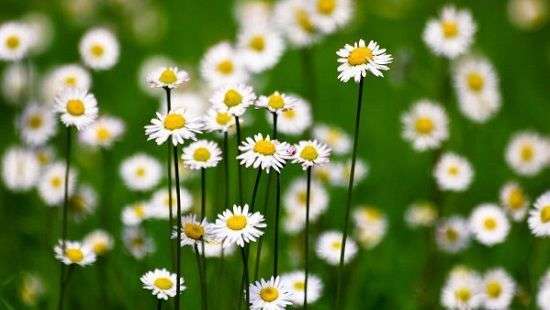 В мире набирает популярность новый тренд услуг  «зелёные» похороны»