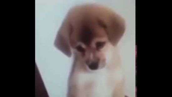 Виноватая собака стала хитом соцсетей (ВИДЕО)