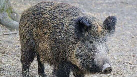 В Германии кабаны сумели остановить высокоскоростной поезд