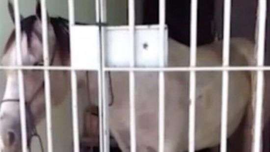 В Бразилии лошадь посадили в тюрьму за порчу автомобиля (видео)