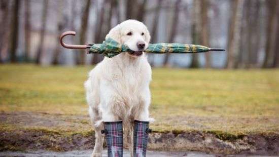 На выходных в Украине пройдут дожди, местами с мокрым снегом