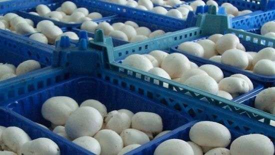Экспорт грибов из Украины увеличился в 50 раз
