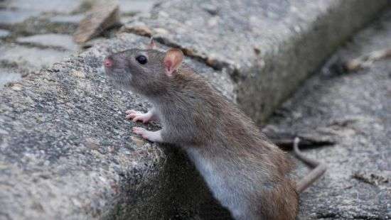 Маленькая крыса вызвала панику у нью-йоркском метро (ВИДЕО)